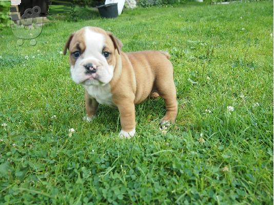 καθαρό αγγλικό μπουλντόγκ ένα αρσενικό κουτάβι και ένα κουτάβι...